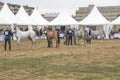 Prague Intercup - International Arabian Horse Show 2017 Royalty Free Stock Photo