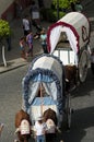 Yearly celebration of the Patron Saint in Carmona 36