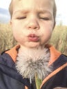 2 years boy blowing dandelions at cereals field Royalty Free Stock Photo