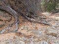 Tree roots exposed in a wash in Zion Royalty Free Stock Photo