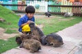 4 years happy asian kid play with group of rabbits Royalty Free Stock Photo