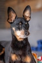 14 years old black pinsher king dog Royalty Free Stock Photo
