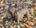 2-Years-Old Blue Lilac Male Frenchie Standing on Fallen Leaves and Looking Up