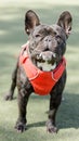 Brindle French Bulldog Male Puppy Barking Royalty Free Stock Photo