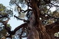 A 700 years old cypress tree