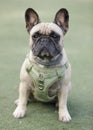 5-Years-Old Female Fawn Frenchie Sitting and Looking at Camera