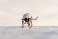 12 years old frozen Jack Russell Terrier dog is walking over a snowy meadow in winter. Dog has cold feet