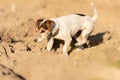 Jack Rusell Terrier dog is following a trail on a field