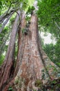 500 years old Makka tree in Koh Kood island, Thailand