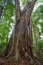 500 years old Makka tree in Koh Kood island, Thailand