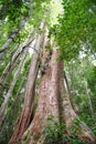 500 years old Makka tree in Koh Kood island, Thailand