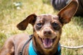 11 years old male brown minature pinscher expressing happiness Royalty Free Stock Photo