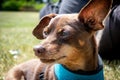 11 years old male brown minature pinscher expressing happiness Royalty Free Stock Photo