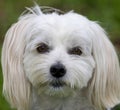 3.5-Years-Old Male Yorkie Maltese Mix Head Shot Royalty Free Stock Photo