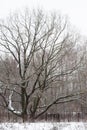 250 years old oak tree in the city park in winter Royalty Free Stock Photo