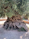 4000 years old olive oil tree in Crete, Greece Royalty Free Stock Photo