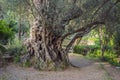 2000 years old olive tree: Stara Maslina in Budva, Montenegro. It is thought to be the oldest tree in Europe and is a Royalty Free Stock Photo