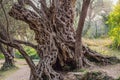 2000 years old olive tree: Stara Maslina in Budva, Montenegro. It is thought to be the oldest tree in Europe and is a Royalty Free Stock Photo