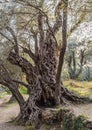 2000 years old olive tree: Stara Maslina in Budva, Montenegro. It is thought to be the oldest tree in Europe and is a Royalty Free Stock Photo