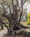 2000 years old olive tree: Stara Maslina in Budva, Montenegro. It is thought to be the oldest tree in Europe and is a Royalty Free Stock Photo