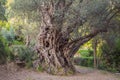 2000 years old olive tree: Stara Maslina in Budva, Montenegro. It is thought to be the oldest tree in Europe and is a Royalty Free Stock Photo