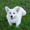 2-Years-Old Pembroke Welsh Corgi Male Puppy Lying Down on Grass and Looking at Camera Royalty Free Stock Photo