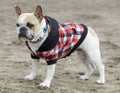 3-Years-Old piebald female Frenchie keeping warm at the beach