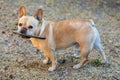 8-Years-Old Red Tan Frenchie Male with a bone he just dug out after burring it awhile back Royalty Free Stock Photo