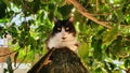 16 years old Senior Cat Royalty Free Stock Photo