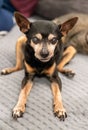 18 years old senior dog toy terrier sitting wrong because of arthritis Royalty Free Stock Photo