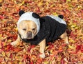 8-Years-Old Tan Male Frenchie Dressed-Up as Panda Bear