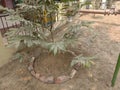 5years old tree of garden cover with bricks