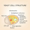 Yeast cell structure. Educational diagram vector illustration