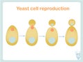 Yeast cell reproduction scheme. Stock vector illustration for biological education,