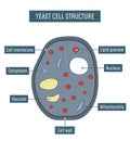 Yeast Cell Structure