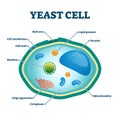 Yeast cell vector illustration. Labeled organism closeup structure diagram. Royalty Free Stock Photo