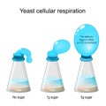 Yeast Cellular Respiration Lab. Bottle Balloon Experiment Royalty Free Stock Photo