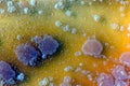Yeast colonies background Royalty Free Stock Photo
