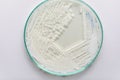 Yeast in petri dish for education in laboratories.