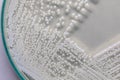 Yeast in petri dish for education in laboratories. Royalty Free Stock Photo