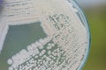 Yeast in petri dish for education in laboratories. Royalty Free Stock Photo