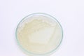 Yeast in petri dish, Microbiology for education. Royalty Free Stock Photo