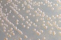 Yeast in petri dish, Microbiology for education . Royalty Free Stock Photo