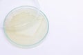 Yeast in petri dish, Microbiology for education. Royalty Free Stock Photo