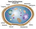 Yeast Structures of a Fungal Cell