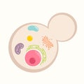 Budding yeast vector illustration graphic template with basic organelles