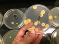 Microorganisms were grown in a plate of agar medium. Royalty Free Stock Photo