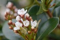 Yeddo hawthorn Rhaphiolepis umbellata, white flowers Royalty Free Stock Photo