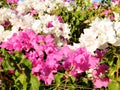 Or Yehuda Bougainvillia 2010