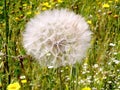 Or Yehuda Dandelion 2006